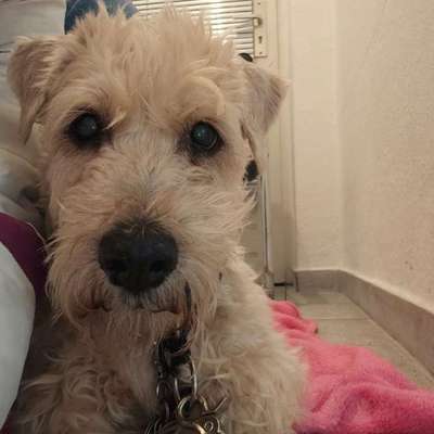Euer ältester Hund ?-Beitrag-Bild