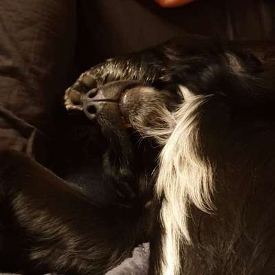 Hundetreffen-Kontakte knüpfen