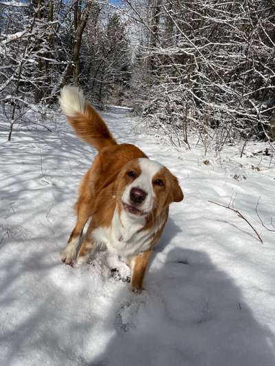 Zeige das lustigste Bild eures Hundis-Beitrag-Bild