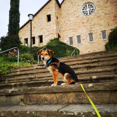 Foto's und Hundemodels-Beitrag-Bild