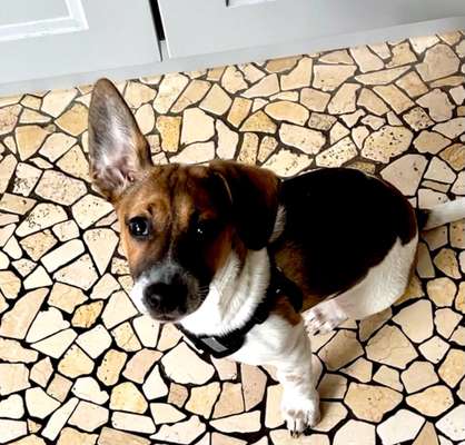 Foto Challenge Nr. 137 - Lass die Ohren fliegen-Beitrag-Bild