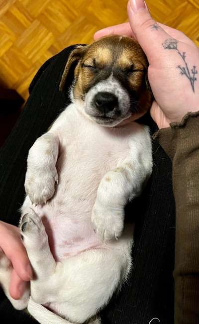 Dogorama Photo Challenge - Zeigt her eure Bäuche-Beitrag-Bild