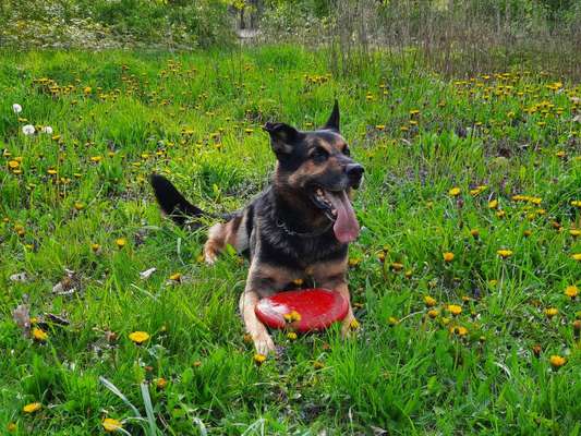 Deutsche Schäferhunde, Belgische Schäferhunde.-Beitrag-Bild