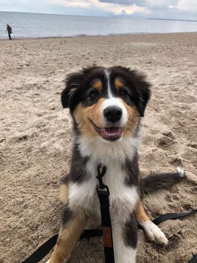 Dogorama-Monats-Challenge-Mai "Wasser"-Beitrag-Bild