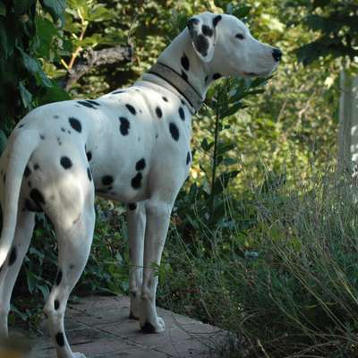 Hundetreffen-Gemeinsame Spaziergänge an der Leine-Profilbild