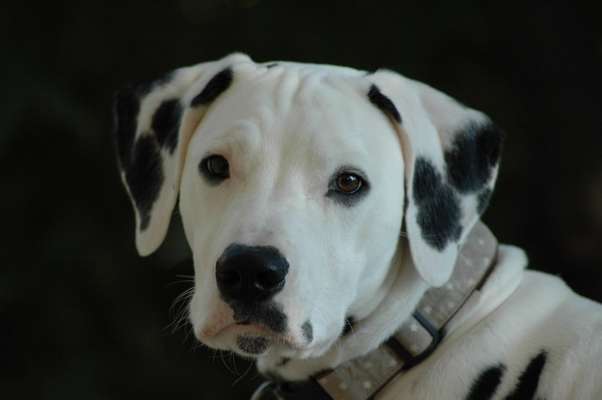 Fotochallange Nr. 57     PORTRÄT.   Beendet!!!!!!!!-Beitrag-Bild