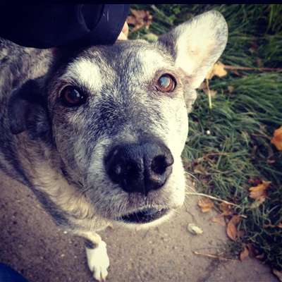 Die besten Hundeblicke 🐾❤️-Beitrag-Bild