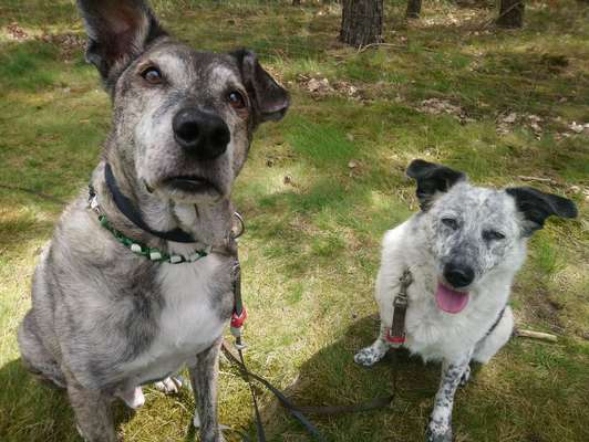Bester Freund, Hundekumpel - zeigt her!-Beitrag-Bild