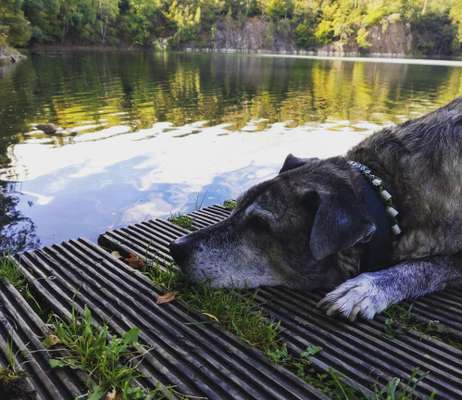 Zeigt euren Hund an eurem lieblingsplatz-Beitrag-Bild