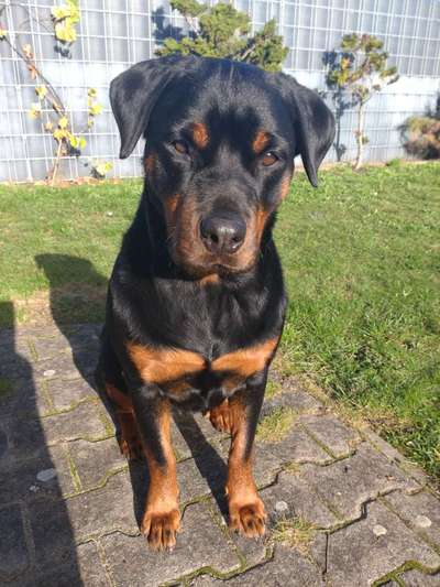 Auslandstierschutz-Beitrag-Bild