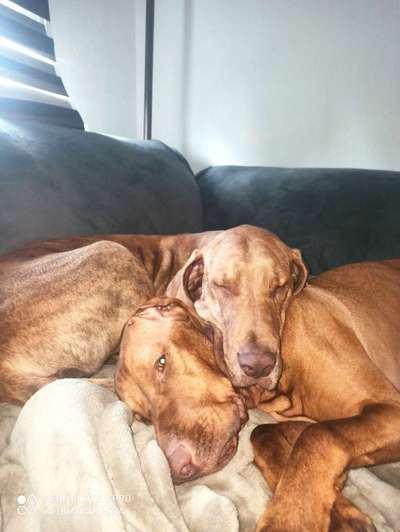 Dogorama Photo Challenge - Die besten Hundebuddys-Beitrag-Bild