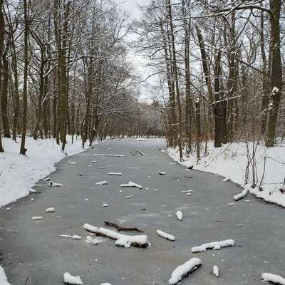 Hundetreffen-Gassirunde im Hundeauslaufgebiet-Bild