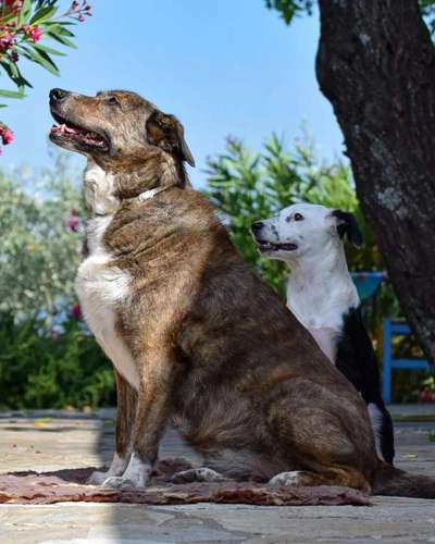 Herdenschutzhunde-Beitrag-Bild