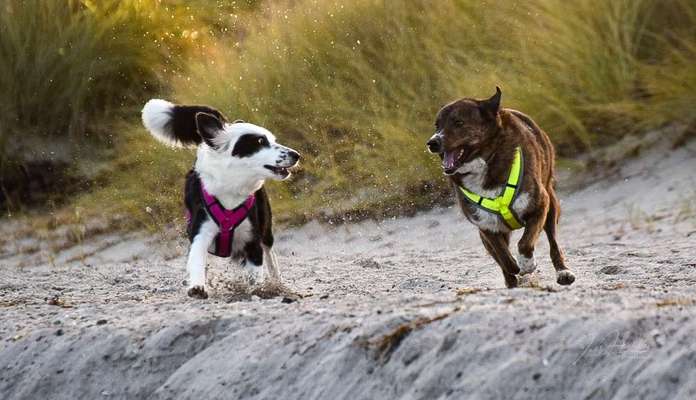 Foto Challenge Nr.: 115-Beitrag-Bild