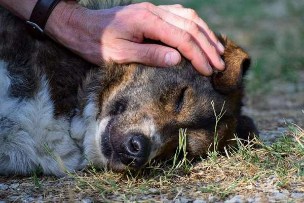 Dogorama Photo Challenge - Portrait-Beitrag-Bild