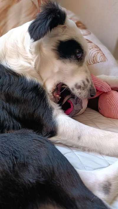 Dogorama Photo Challenge - Portrait-Beitrag-Bild