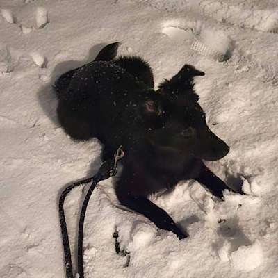 TierschutzhundeStammtisch🐕-Beitrag-Bild