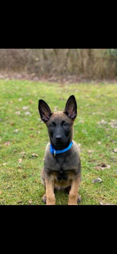 Hundetreffen-Spielrunde zwischen Welpen. ☺️ ( 12 Wochen)-Bild