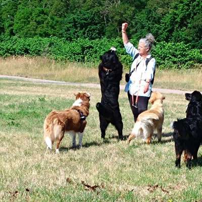 Hundetreffen-Treffen auf eingezäunten Platz für gemeinsame Übungen und Sozialisierung-Bild