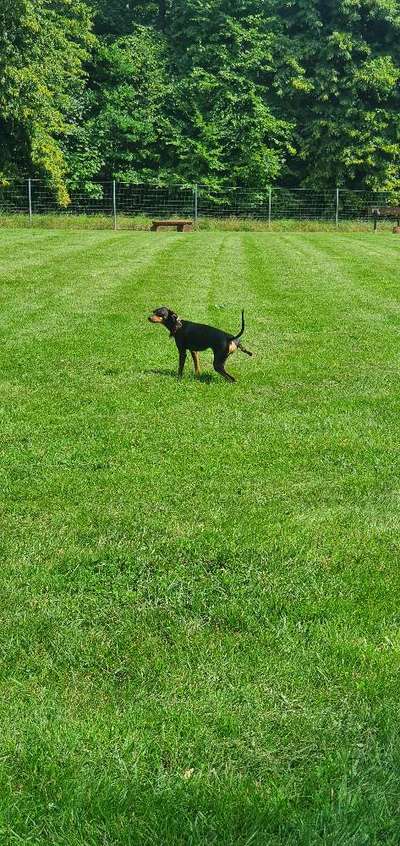 Hundeauslaufgebiet-Hundespielplatz Plau am See-Bild