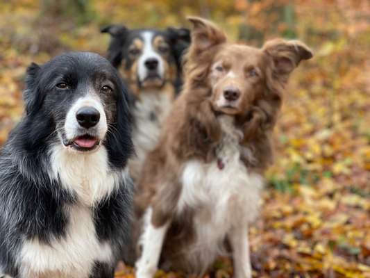 Gibt's hier noch mehr Border Collies???-Beitrag-Bild