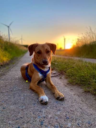 Dogorama Photo Challenge - schönster Gassiausblick-Beitrag-Bild