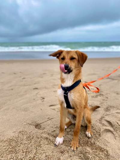 Tongue Out Tuesday-Beitrag-Bild