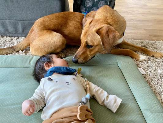 98.Fotochallange  - Hunde zeigen Zuneigung-Beitrag-Bild