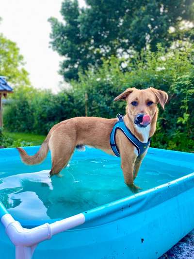 Dogorama Photo Challenge - Schattiges Plätzchen-Beitrag-Bild