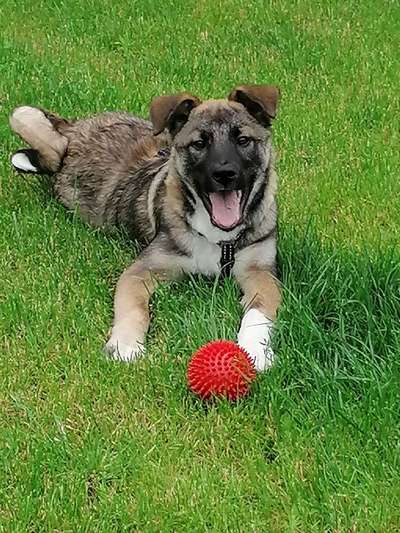 Die Dogorama Kalender Challenge 4/4-Beitrag-Bild