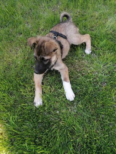 Welpen Bilder !-Beitrag-Bild