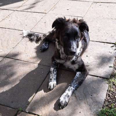 Hundetreffen-Welpen- & Junghunde-Treff: Sozialisierung & Alltagstraining 🐾-Bild