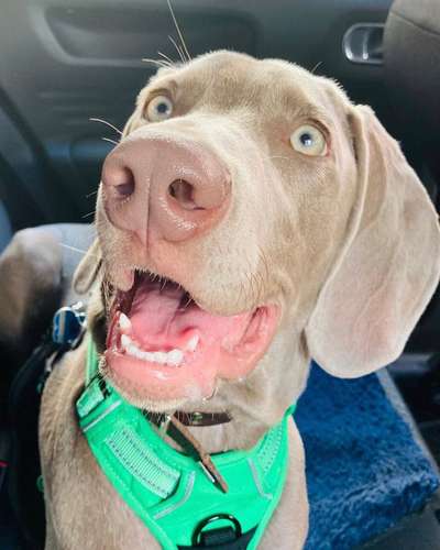 Weimaraner-Beitrag-Bild