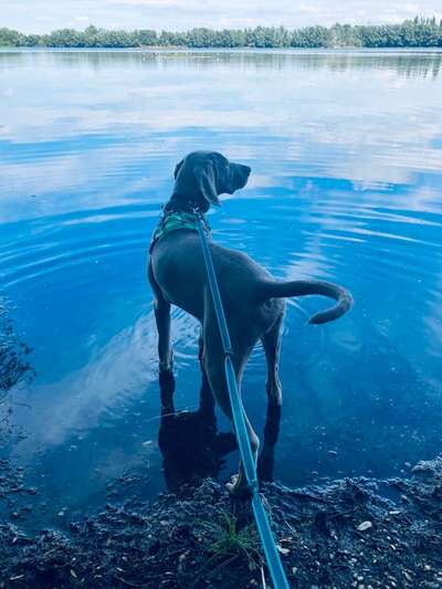 Weimaraner-Beitrag-Bild