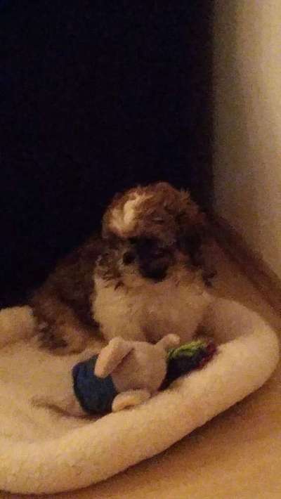 Welpen Bilder !-Beitrag-Bild