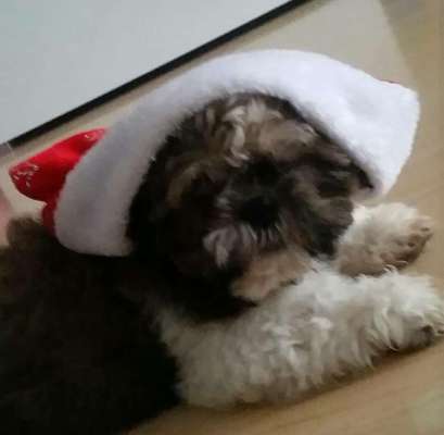 Welpen Bilder !-Beitrag-Bild