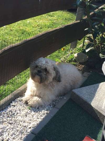 Shih tzu freunde gesucht-Beitrag-Bild