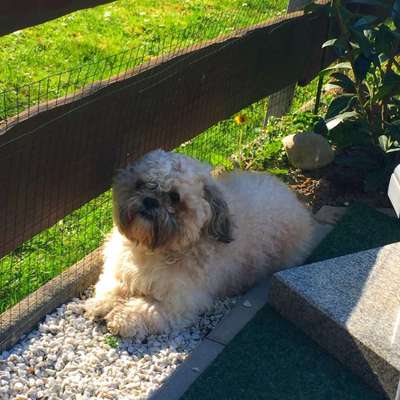 Shih Tzu-Beitrag-Bild