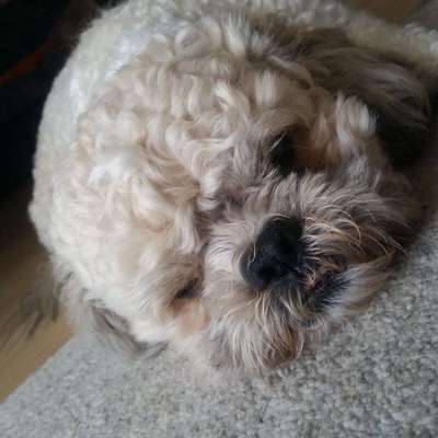 Dein Hund im Dogorama-Kalender 2021-Beitrag-Bild