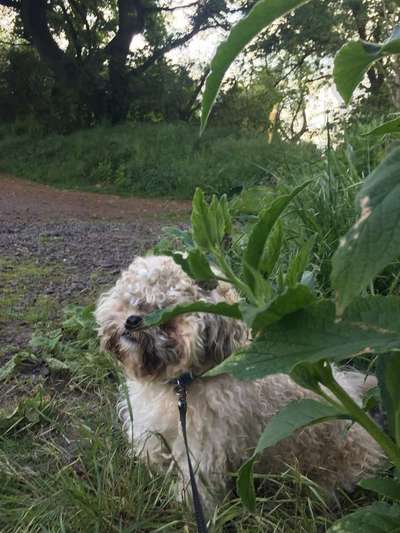 Warum hat euer Hund den Namen den er hat?-Beitrag-Bild