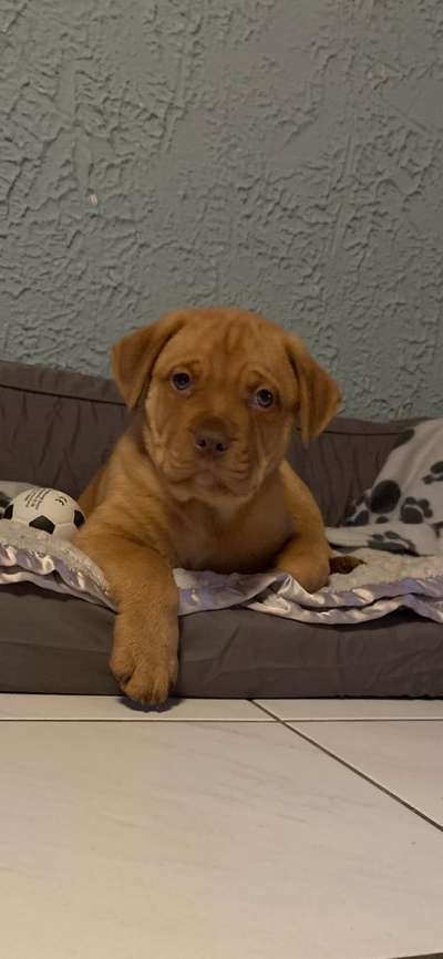 Rottweiler/-Mischlinge-Beitrag-Bild