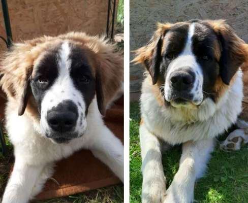 Welpen Bilder !-Beitrag-Bild