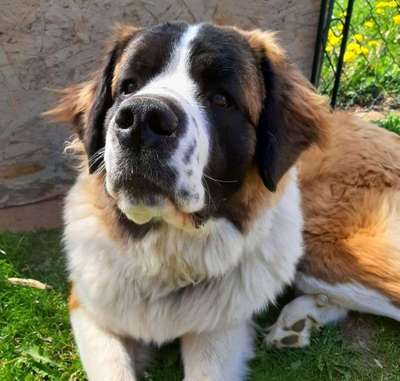 Welche Rasse? Und warum?-Beitrag-Bild