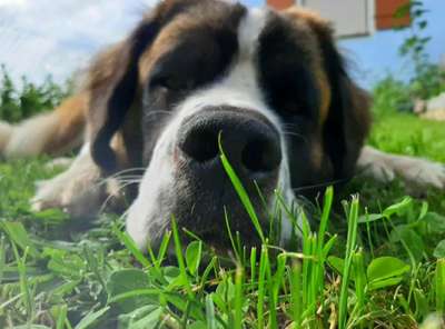 Dein Hund im Dogorama-Kalender 2021-Beitrag-Bild