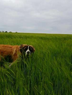 Dein Hund im Dogorama-Kalender 2021-Beitrag-Bild