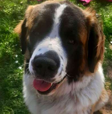 Welche Rasse? Und warum?-Beitrag-Bild