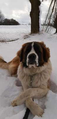 Dein Hund im Dogorama-Kalender 2021-Beitrag-Bild