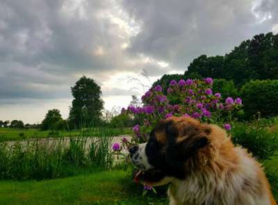 Dein Hund im Dogorama-Kalender 2021-Beitrag-Bild