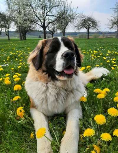 Welche Rasse? Und warum?-Beitrag-Bild