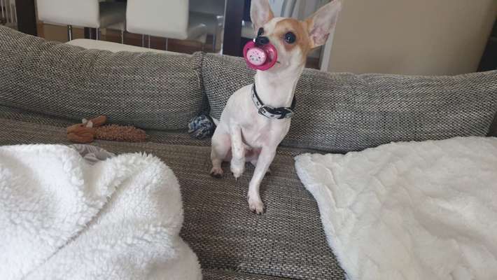 Hier ist der Spaßthread. Zum Schmunzeln und Kaputtlachen-Beitrag-Bild